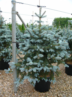 epicea-du-colorado-hoopsii-picea-pungens-hoopsii-1.jpg