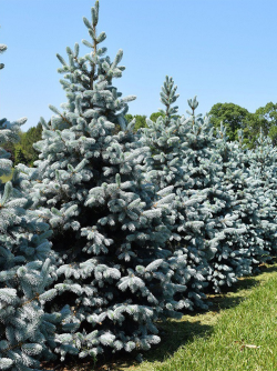 epicea-du-colorado-hoopsii-picea-pungens-hoopsii.jpg