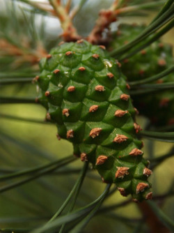 PINUS sylvestris