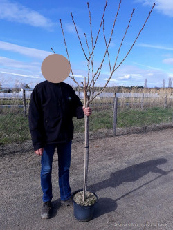 PRUNUS serrulata KANZAN En pot de 10-12 litres tige hauteur du tronc 110-130 cm