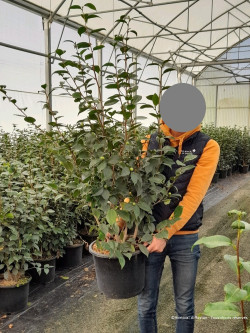 CAMELLIA sasanqua ROUGE En pot de 20-25 litres