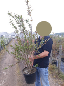 PUNICA granatum En pot de 10-12 litres