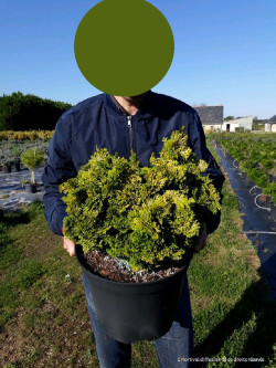 CHAMAECYPARIS obtusa AURORA En pot de 10-12 litres hauteur 030-040 cm