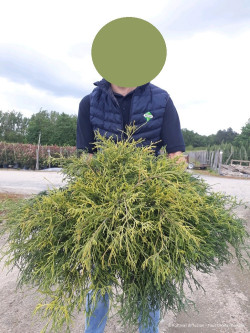 CHAMAECYPARIS pisifera SUNGOLD En pot de 10-12 litres hauteur 050-060 cm