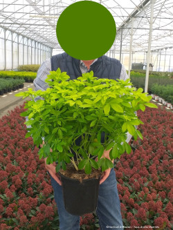 CHOISYA ternata SUNDANCE En pot de 5-7 litres buisson hauteur 040-060 cm