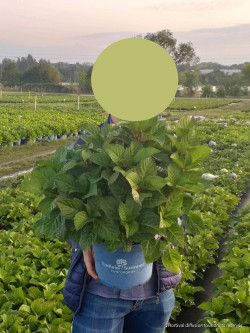 HYDRANGEA ENDLESS SUMMER BUSHING BRIDE En pot de 5-7 litres