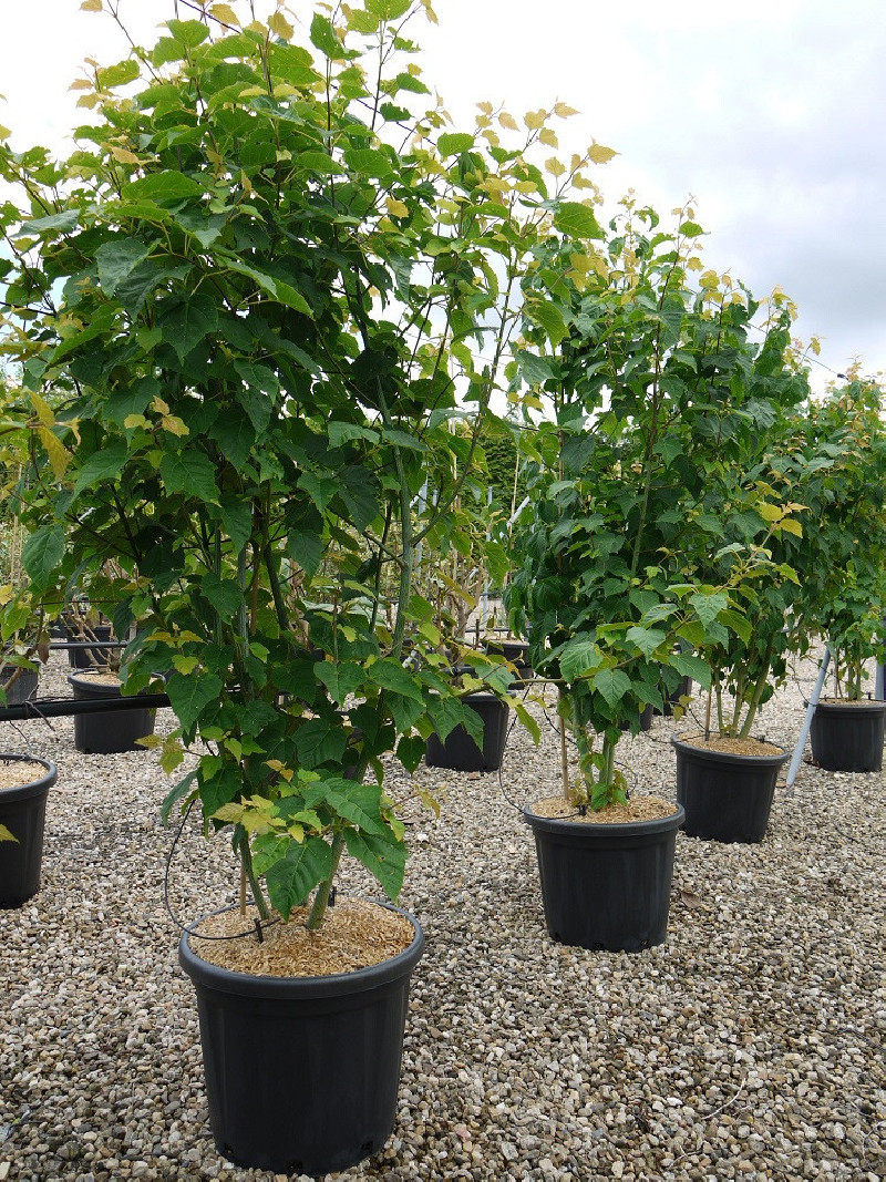 ACER davidii
