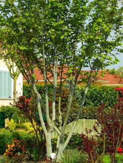 ACER davidii