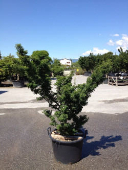 ACER palmatum SHISHIGASHIRA En pot de 50-70 litres buisson hauteur 125-150 cm
