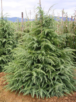 CEDRUS deodara