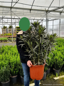 NERIUM oleander JAUNE En pot de 15-20 litres