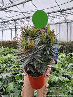NERIUM oleander ROUGE En pot de 7-10 litres