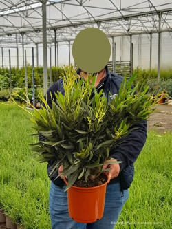 NERIUM oleander JAUNE En pot de 4-5 litres
