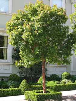 ARBUTUS unedo