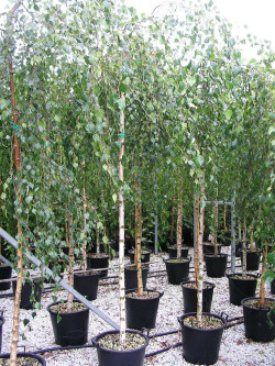 BETULA verrucosa YOUNGII En pot de 30-35 litres tige hauteur du tronc 190-210 cm circonférence du tronc 10-12 cm