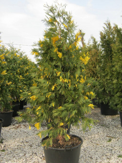 CALOCEDRUS decurrens AUREOVARIEGATA