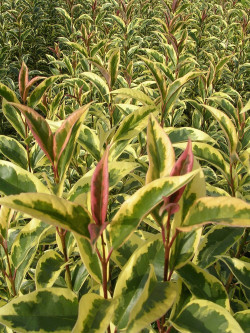 LIGUSTRUM japonicum EXCELSUM SUPERBUM