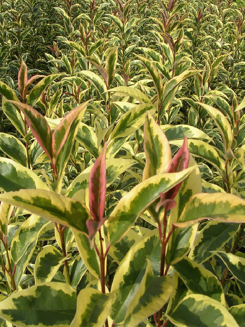 LIGUSTRUM japonicum EXCELSUM SUPERBUM