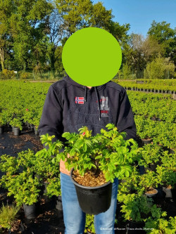 ROSA rugosa En pot de 4-5 litres