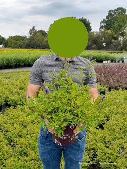 VITEX agnus-castus BLUE DIDDLEY En pot de 4-5 litres