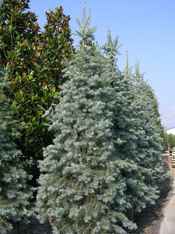 sapin-du-colorado-abies-concolor-2.jpg