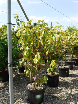 cornouiller-de-floride-rainbow-cornus-florida-rainbow-3.jpg