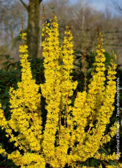 FORSYTHIA intermedia MIKADOR