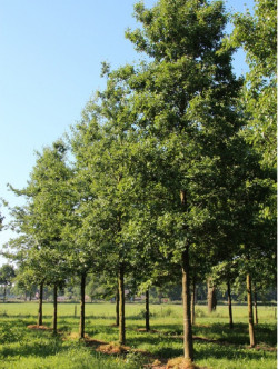 ALNUS cordata