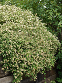 stephanandre-incisee-crispa-stephanandra-incisa-crispa.jpg