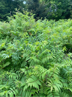 SORBARIA sorbifolia