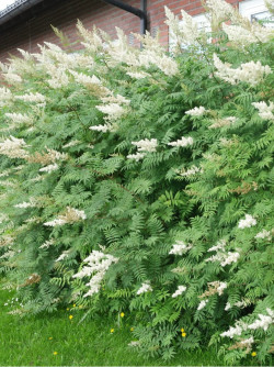 SORBARIA sorbifolia