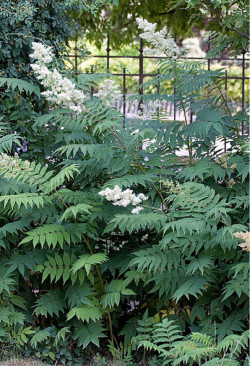 SORBARIA sorbifolia