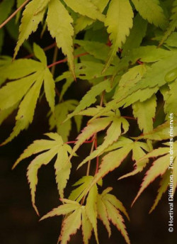 ACER palmatum KATSURA