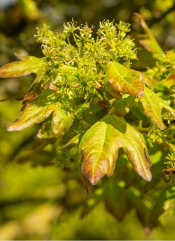 ACER RED SHINE