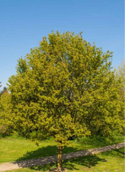 ACER RED SHINE