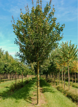 ACER RED SHINE
