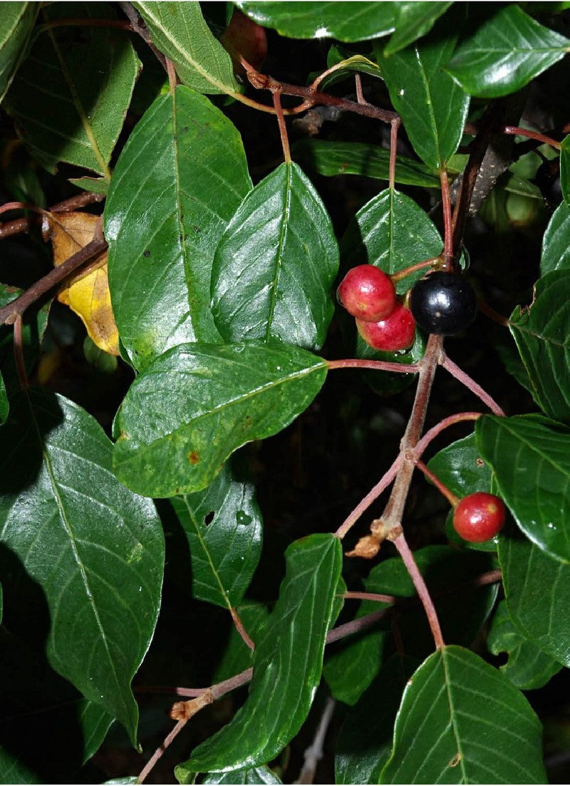 bourdaine-frangula-alnus.jpg