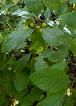 bourdaine-frangula-alnus-1.jpg