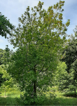 bourdaine-frangula-alnus-2.jpg