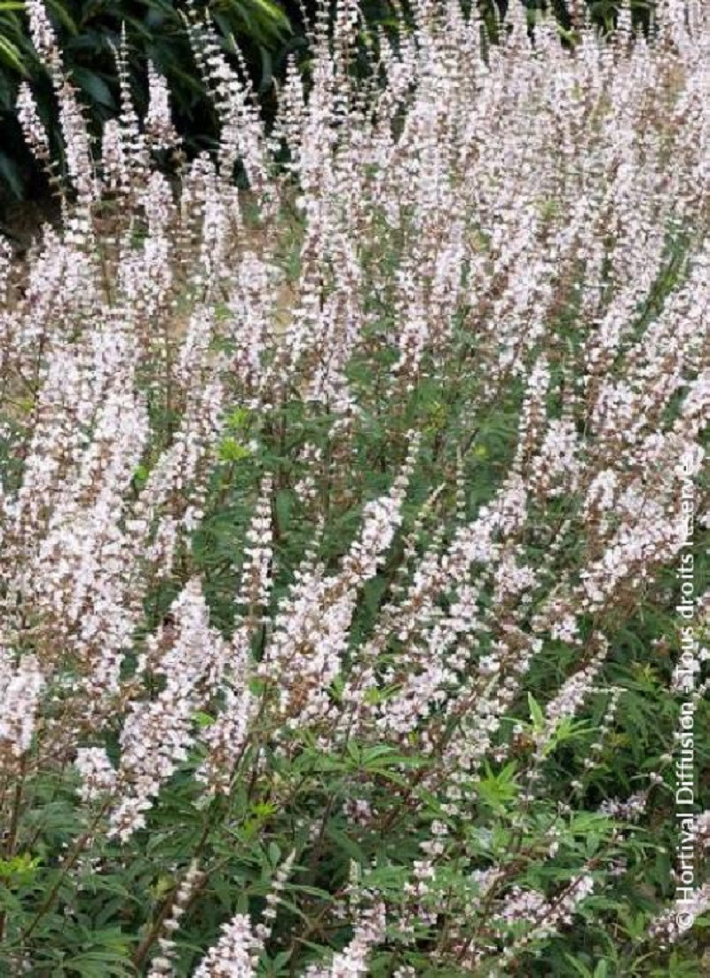 VITEX agnus-castus ALBUS
