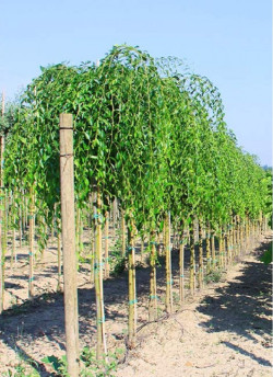 ULMUS pendula MAURO
