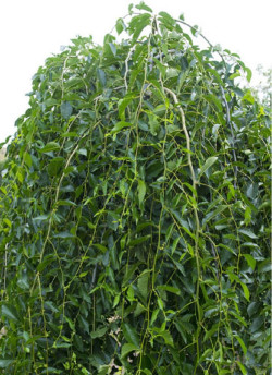 ULMUS pendula MAURO