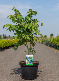 DECAISNEA fargesii En pot de 12-15 litres buisson hauteur 080-100 cm