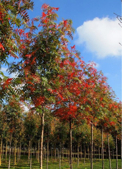 SORBUS DODONG