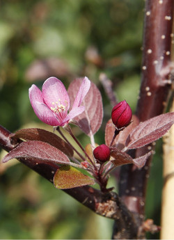 MALUS INDIAN MAGIC