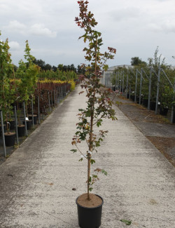 ACER RED SHINE En pot de 12-15 litres baliveau hauteur 150-175 cm