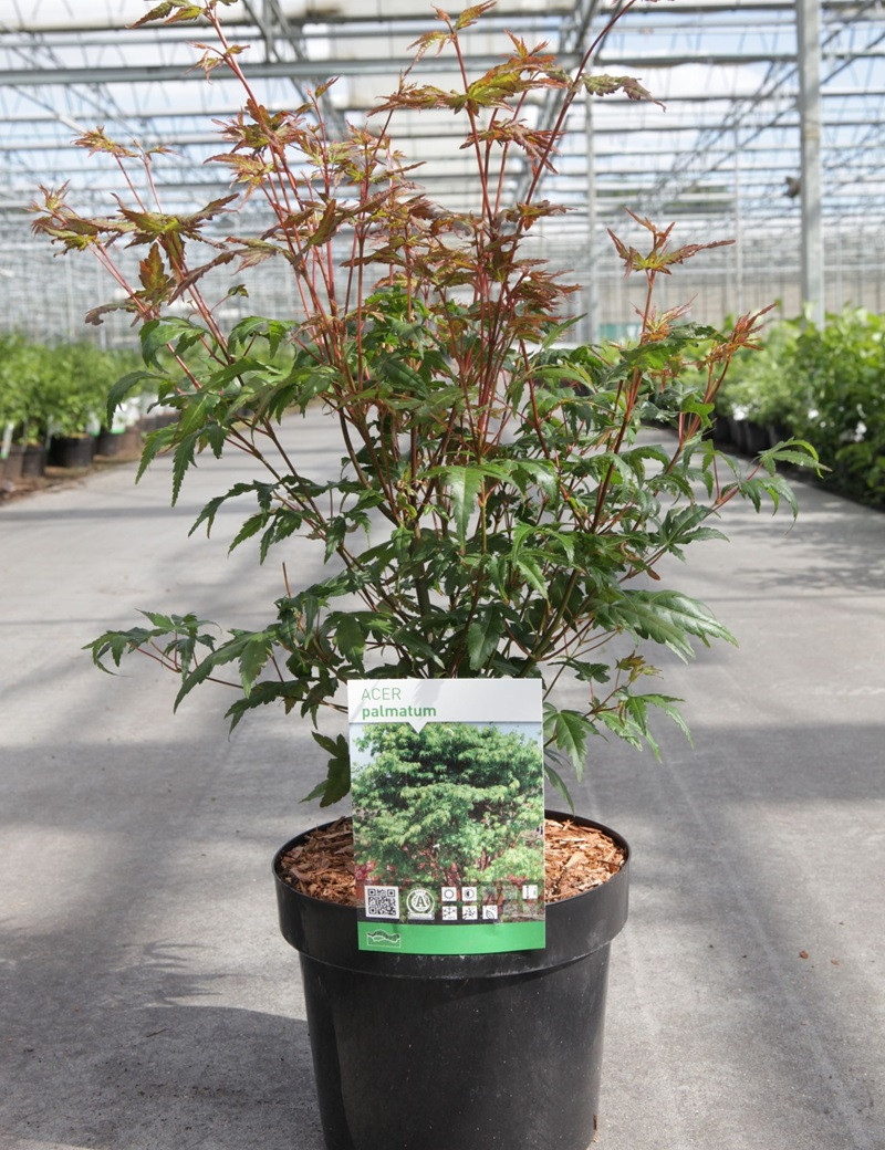 erable-du-japon-acer-palmatum-4.jpg