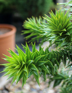 ARAUCARIA araucana