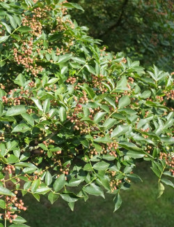 ZANTHOXYLUM simulans