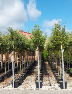 QUERCUS ilex En pot de 30-35 litres tige hauteur du tronc 190-210 cm